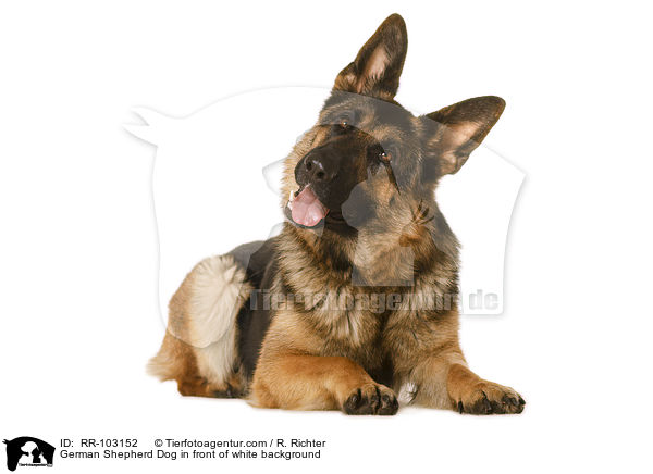 German Shepherd Dog in front of white background / RR-103152