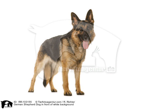 German Shepherd Dog in front of white background / RR-103155