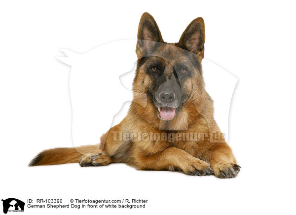 Deutscher Schferhund vor weiem Hintergrund / German Shepherd Dog in front of white background / RR-103390