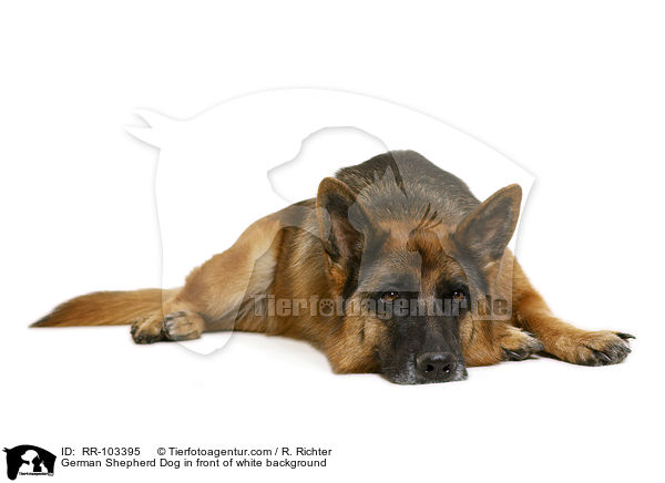 Deutscher Schferhund vor weiem Hintergrund / German Shepherd Dog in front of white background / RR-103395