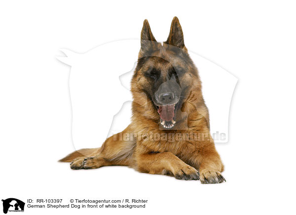 Deutscher Schferhund vor weiem Hintergrund / German Shepherd Dog in front of white background / RR-103397