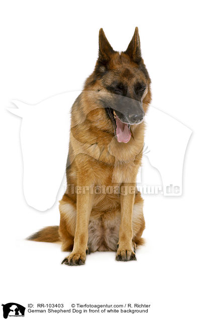 Deutscher Schferhund vor weiem Hintergrund / German Shepherd Dog in front of white background / RR-103403