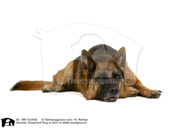 Deutscher Schferhund vor weiem Hintergrund / German Shepherd Dog in front of white background / RR-103409