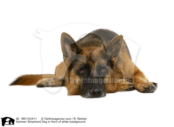 Deutscher Schferhund vor weiem Hintergrund / German Shepherd Dog in front of white background / RR-103411