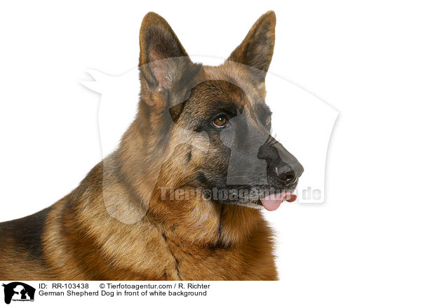 Deutscher Schferhund vor weiem Hintergrund / German Shepherd Dog in front of white background / RR-103438