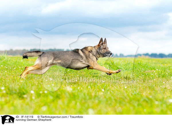 rennender Deutscher Schferhund / running German Shepherd / IF-14119