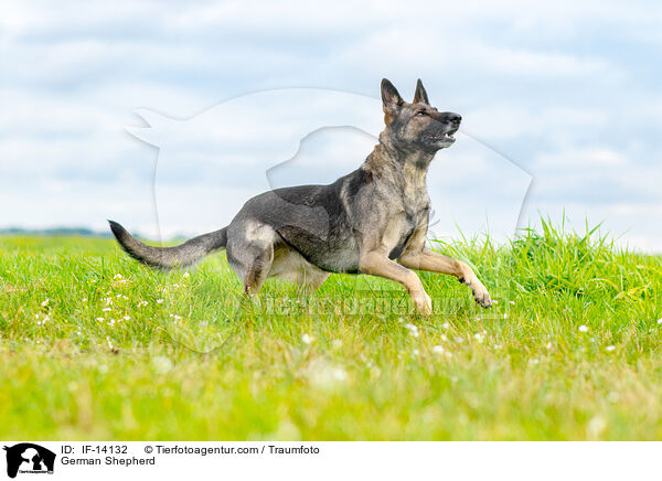 Deutscher Schferhund / German Shepherd / IF-14132