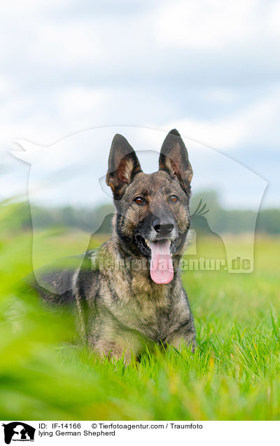 lying German Shepherd / IF-14166