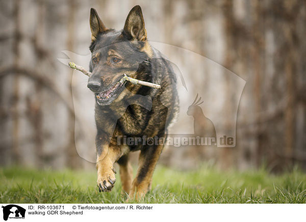 laufender Deutscher Schferhund DDR / walking GDR Shepherd / RR-103671