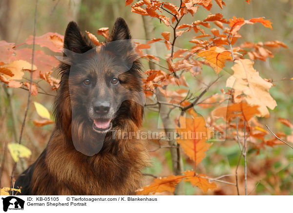 Deutscher Schferhund Portrait / German Shepherd Portrait / KB-05105