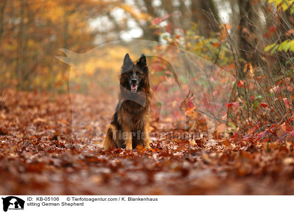 sitzender Deutscher Schferhund / sitting German Shepherd / KB-05106