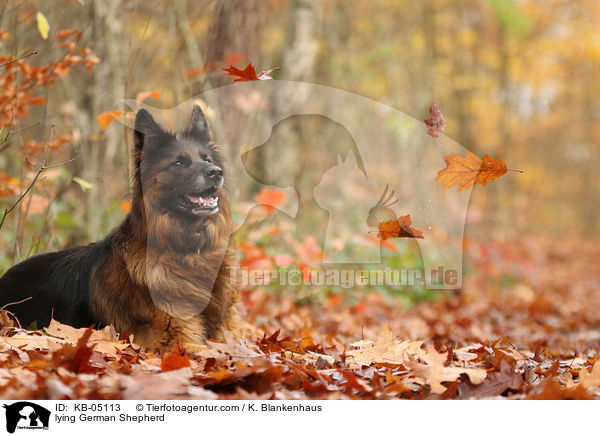 liegender Deutscher Schferhund / lying German Shepherd / KB-05113