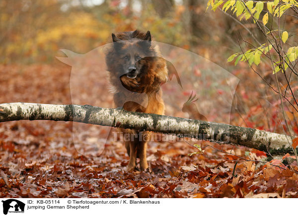 springender Deutscher Schferhund / jumping German Shepherd / KB-05114