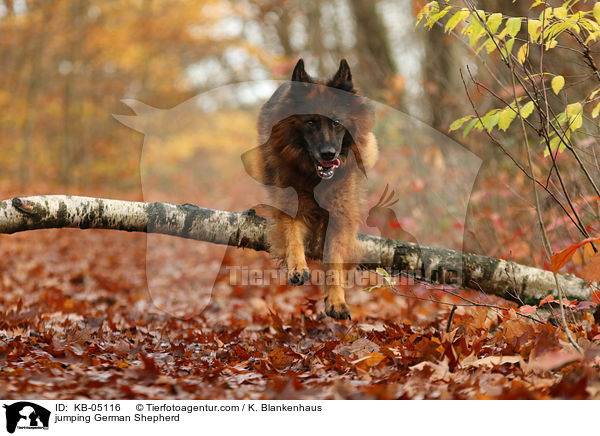 springender Deutscher Schferhund / jumping German Shepherd / KB-05116