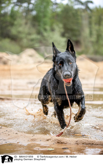 spielender Deutscher Schferhund / playing German Shepherd / MAH-01959