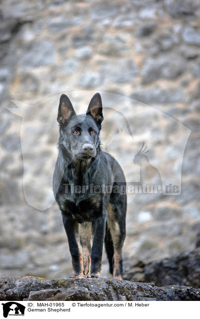 Deutscher Schferhund / German Shepherd / MAH-01965