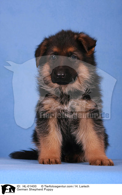 Deutscher Schferhund Welpe / German Shepherd Puppy / HL-01400