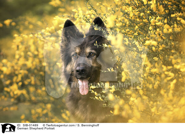 Deutscher Schferhund Portrait / German Shepherd Portrait / SIB-01489