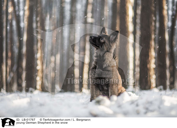 junger Deutscher Schferhund im Schnee / young German Shepherd in the snow / LB-01767