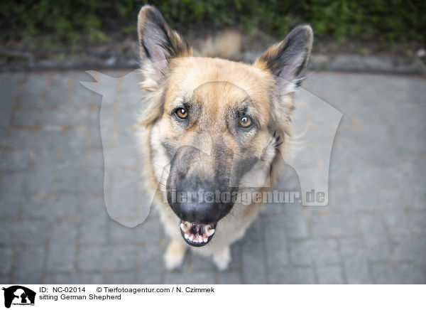 sitting German Shepherd / NC-02014