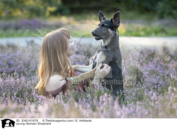 junger Deutscher Schferhund / young German Shepherd / EHO-01879