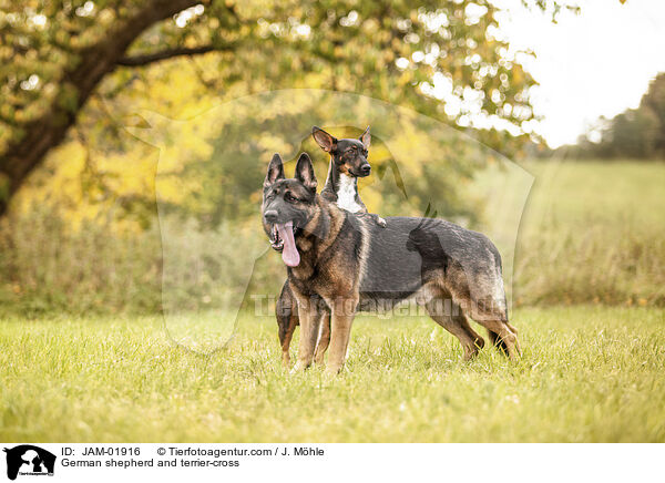 Deutscher Schferhund und Terrier-Mix / German shepherd and terrier-cross / JAM-01916