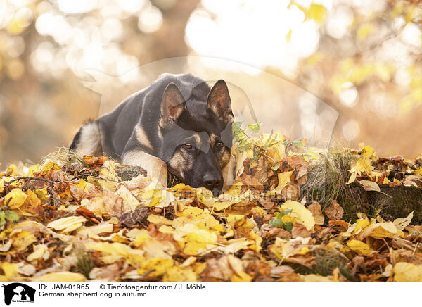 German shepherd dog in autumn / JAM-01965