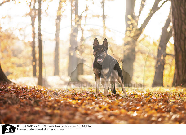 German shepherd dog in autumn / JAM-01977