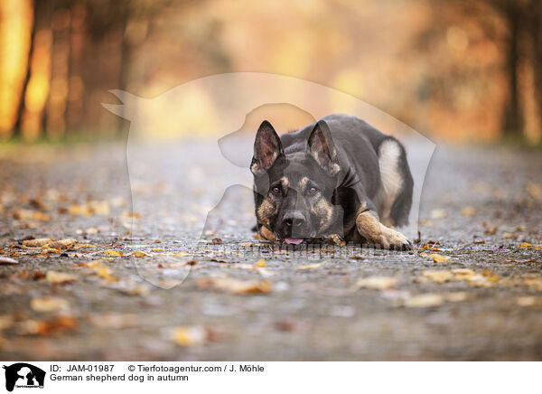 German shepherd dog in autumn / JAM-01987