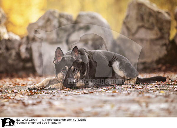 German shepherd dog in autumn / JAM-02001