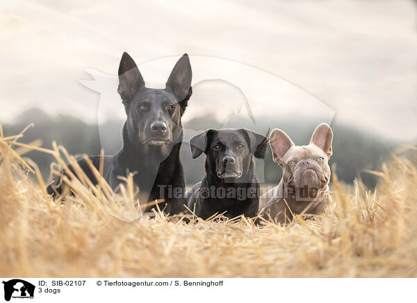 3 Hunde / 3 dogs / SIB-02107