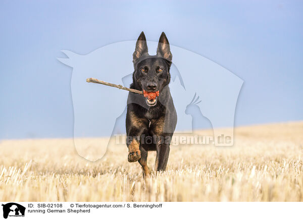 rennender Deutscher Schferhund / running German Shepherd / SIB-02108