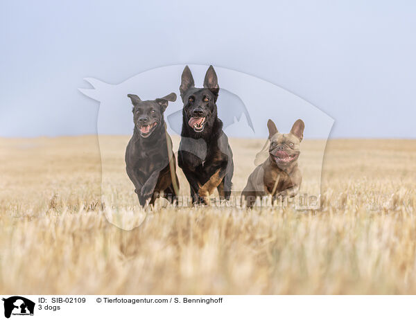 3 Hunde / 3 dogs / SIB-02109