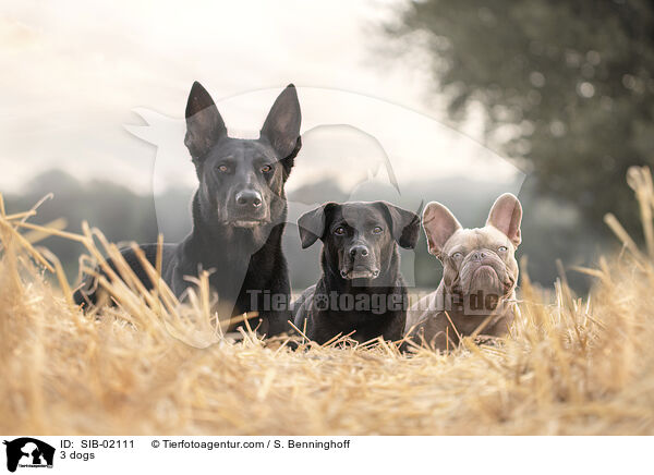 3 Hunde / 3 dogs / SIB-02111