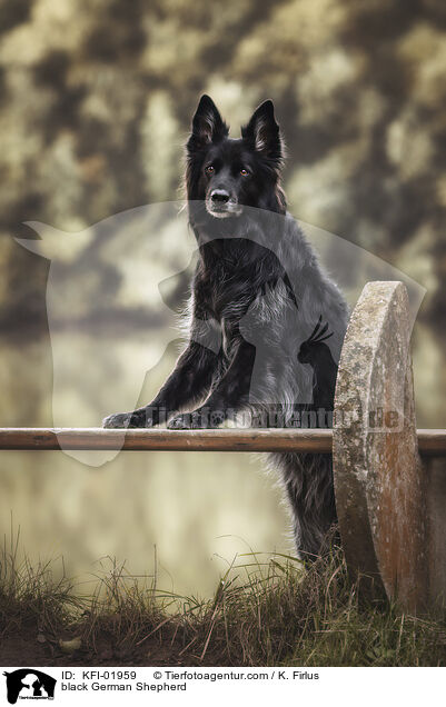 schwarzer Deutscher Schferhund / black German Shepherd / KFI-01959