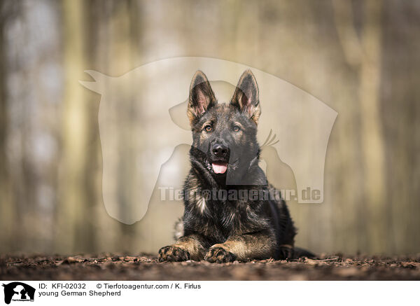 junger Deutscher Schferhund / young German Shepherd / KFI-02032