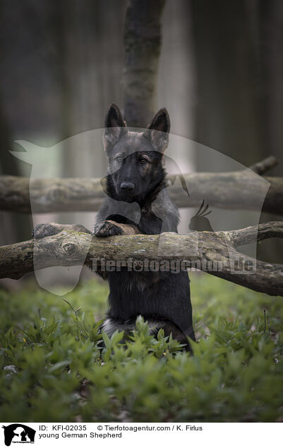 junger Deutscher Schferhund / young German Shepherd / KFI-02035