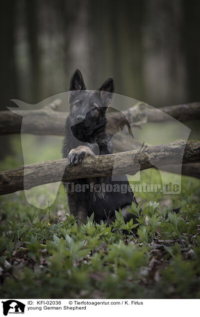 junger Deutscher Schferhund / young German Shepherd / KFI-02036