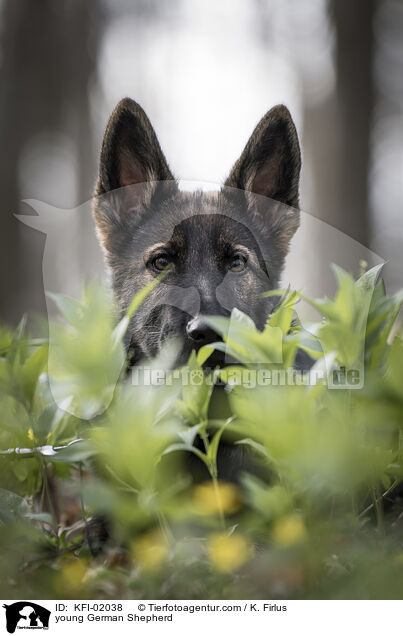 junger Deutscher Schferhund / young German Shepherd / KFI-02038