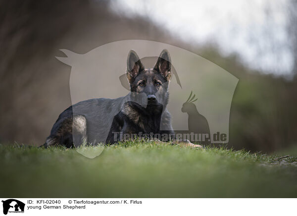 junger Deutscher Schferhund / young German Shepherd / KFI-02040