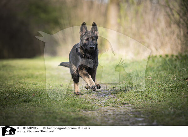 junger Deutscher Schferhund / young German Shepherd / KFI-02042