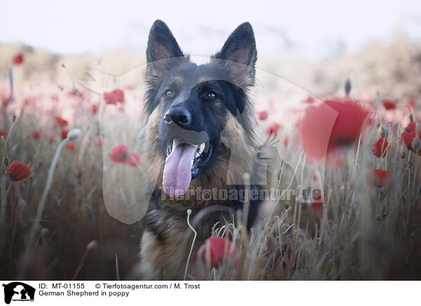 Deutscher Schferhund om Mohn / German Shepherd in poppy / MT-01155