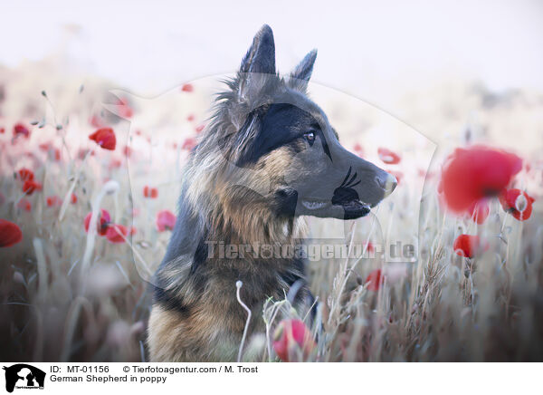 Deutscher Schferhund om Mohn / German Shepherd in poppy / MT-01156
