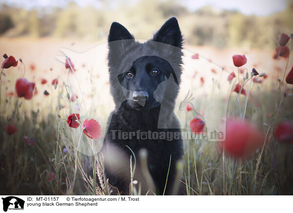 junger schwarzer Deutscher Schferhund / young black German Shepherd / MT-01157