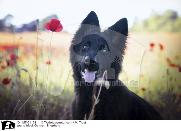 junger schwarzer Deutscher Schferhund / young black German Shepherd / MT-01158