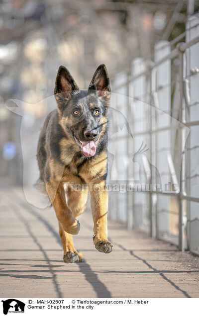 Deutscher Schferhund in der Stadt / German Shepherd in the city / MAH-02507