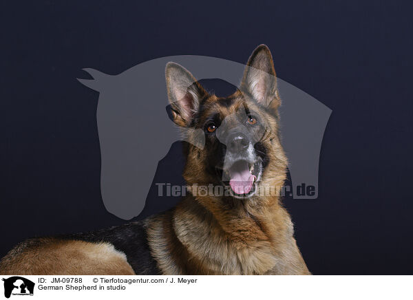 Deutscher Schferhund im Studio / German Shepherd in studio / JM-09788