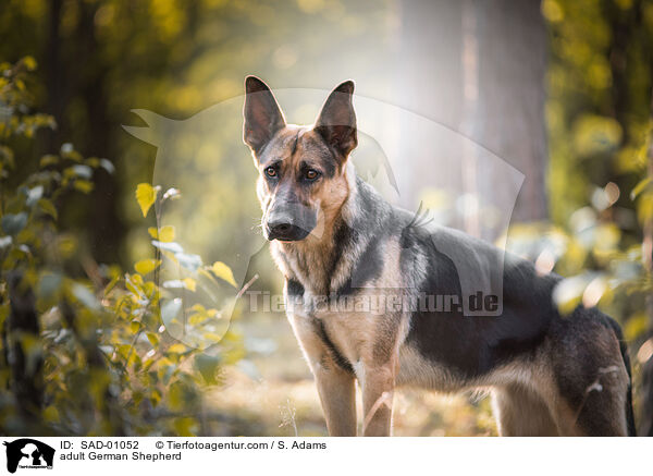 erwachsener Deutscher Schferhund / adult German Shepherd / SAD-01052