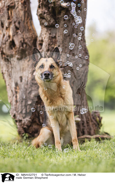 Deutscher Schferhund Rde / male German Shepherd / MAH-02701