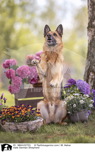 Deutscher Schferhund Rde / male German Shepherd / MAH-02703